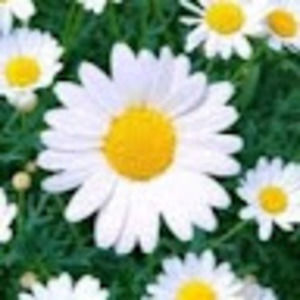 Meet your Posher, Daisy